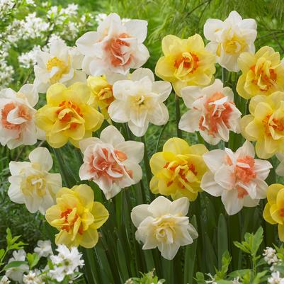 Narcissi Double 'Mixture' 