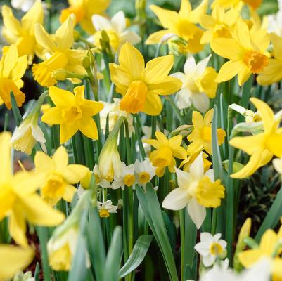 Narcissi Miniature 'Botanical Mixture' 