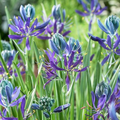 Camassia Esculenta 'Quamash' 