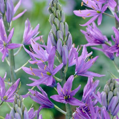 Camassia Leichtlinii 'Caerulea' 