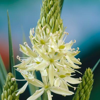 Camassia Leichtlinii 'Alba' 