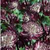 Astrantia major 'Star of Fire' (Ships in Spring) 