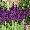 Gladiolus Large Flowering 'Purple Flora' (Ships in Spring) 