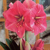 Amaryllis Peruvian 'Bolero' 