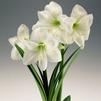 Amaryllis Peruvian 'Denver' 