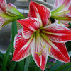 Amaryllis Peruvian 'Minerva' 