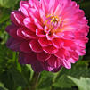 Dahlia Melody 'Allegro' (Ships in Spring) 