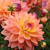 Dahlia Melody 'Dora' (Ships in Spring) 