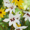 Gladiolus 'Murilae' (Ships in Spring) 