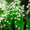 Convallaria Majalis 'Lily of the Valley' (Ships in Spring) 