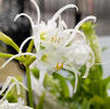 Hymenocallis 'Festalis' (Ships in Spring) 