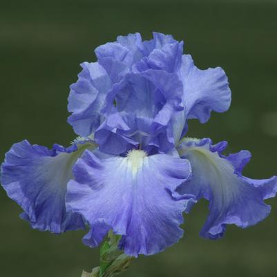 Iris Germanica 'Victoria Falls' 