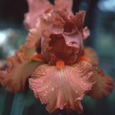 Iris Germanica 'Copper Classic' 