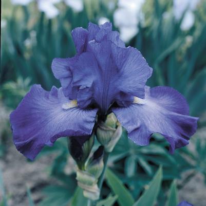 Iris Germanica 'Feed Back' 