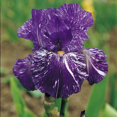 Iris Germanica 'Batik' 