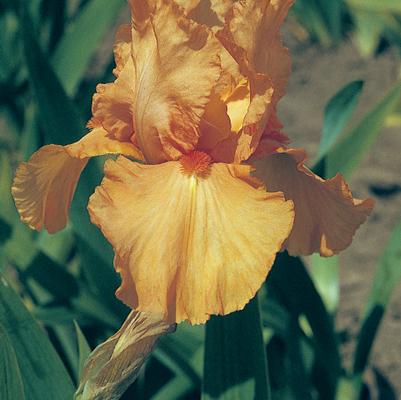 Iris Germanica 'Orange Harvest' 