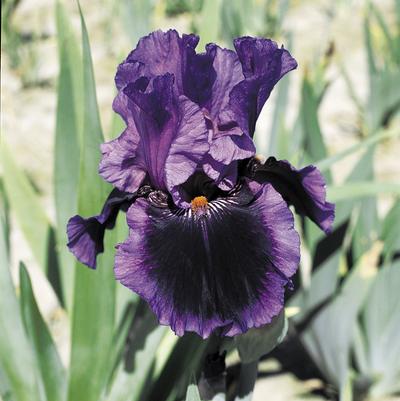 Iris Germanica 'Pagan Dance' 