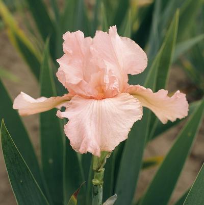 Iris Germanica 'Pink Attraction' 