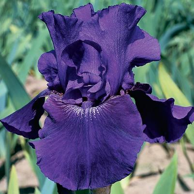 Iris Germanica 'Rosalie Figge' 