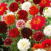 Dahlia Blend 'Summer Elegance Mix' (Ships in Spring) 