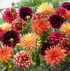 Dahlia Blend 'Blazing Autumn Mix' (Ships In Spring) 