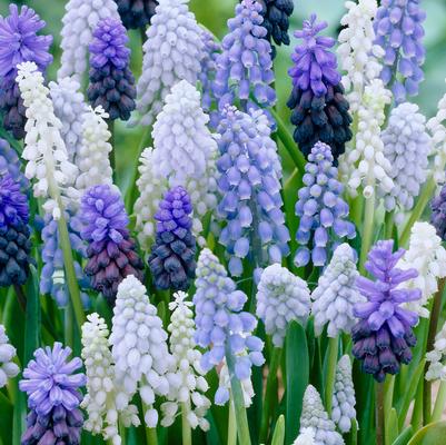 Muscari 'Mixture' 