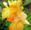 Canna Dwarf 'Golden Lucifer' (Ships in Spring) 