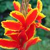 Canna Dwarf 'Lucifer' (Ships in Spring) 