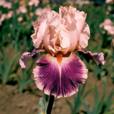 Iris Germanica 'Cherry Blossom Song' 