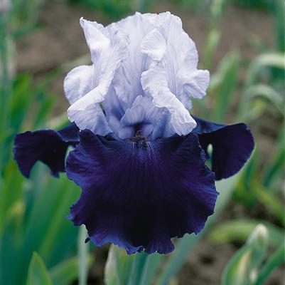 Iris Germanica 'Over Alaska' 