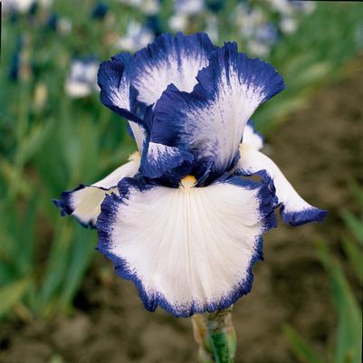 Iris Germanica 'Presby's Crown Jewel' 