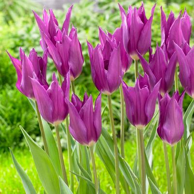 Tulipa Lily Flowering 'Purple Dream' 