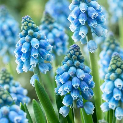 Muscari 'Atlantic' 