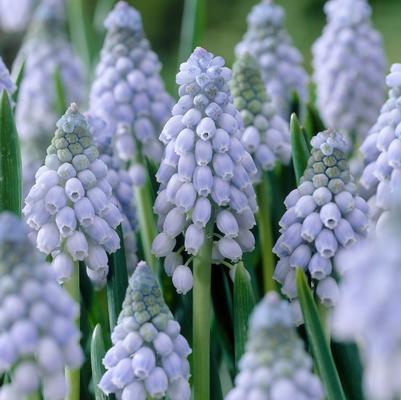 Muscari 'Valerie Finnis' 