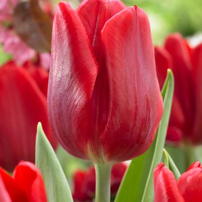 Tulipa Single Early 'Ruby Prince' 