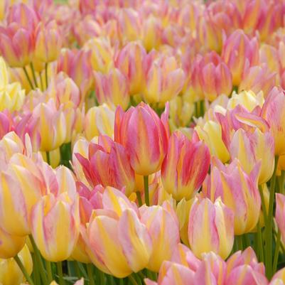 Tulipa Bunch Flowering 'Antoinette' 