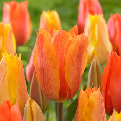 Tulipa Single Late 'El Nino' 