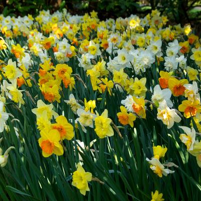 Narcissi Long-lasting 'Large Flowering Mixture' 