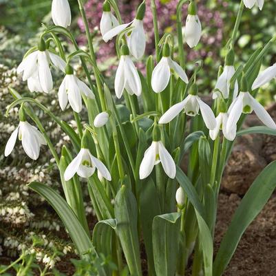 Galanthus Single 'Woronowii' 