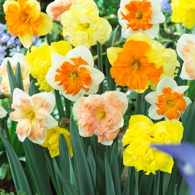 Narcissi Butterfly 'Mixture' 