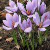 Crocus Autumn Flowering 'Sativus' 