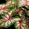 Caladium Fancy Leaf 'Tapestry' (Ships in Spring) 