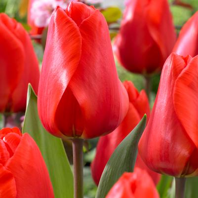 Tulipa Darwin Hybrid 'Lalibela' 