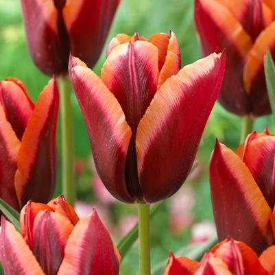 Tulipa Triumph 'Slawa' 