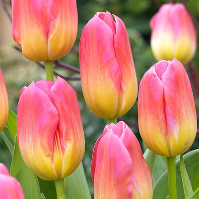 Tulipa Triumph 'Tom Pouce' 