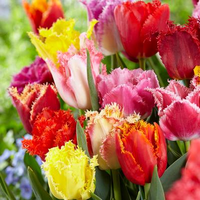 Tulipa Fringed 'Fringed Mixture' 