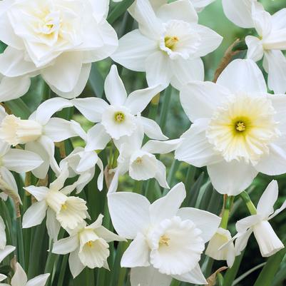 Narcissi Long-lasting 'Holland Mixture' 