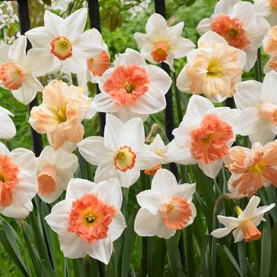 Narcissi Long-lasting 'Rotterdam Mixture' 