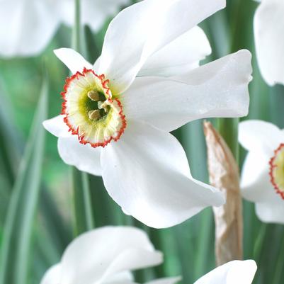 Narcissi Small Cupped 'Poeticus Recurvus' 