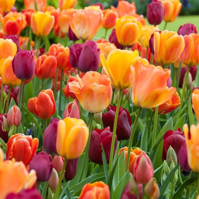 Tulipa Triumph 'Blushing Purple Mixture' 